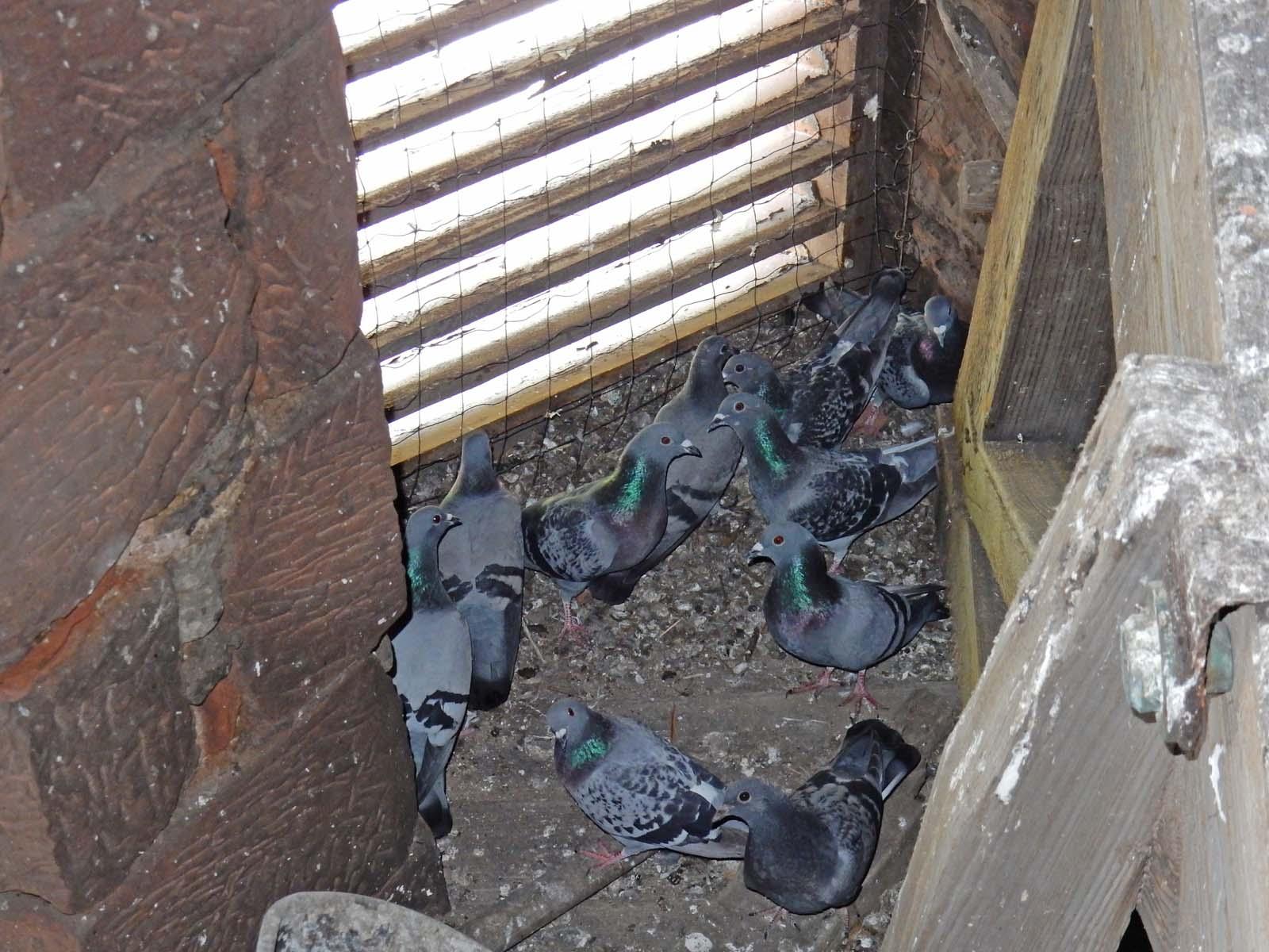 pigeons living inside steeple