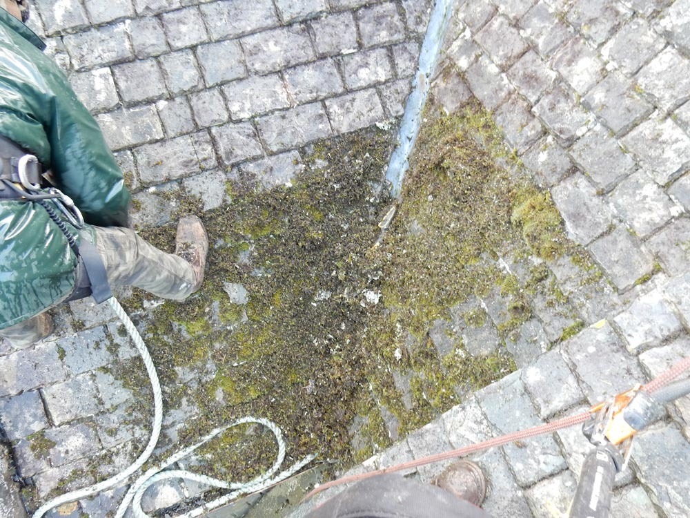 moss_removal_01